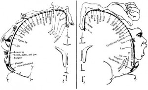 0198162246.localization-of-brain-function-and-cortical-maps.1